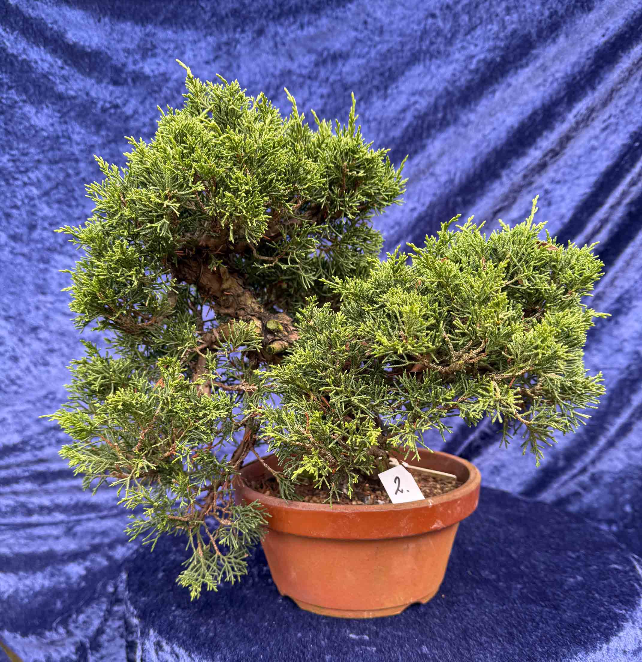 Bonsai Juniperus Chinensis !!! NEW !!! - Bonsaivaerkstedet.com
