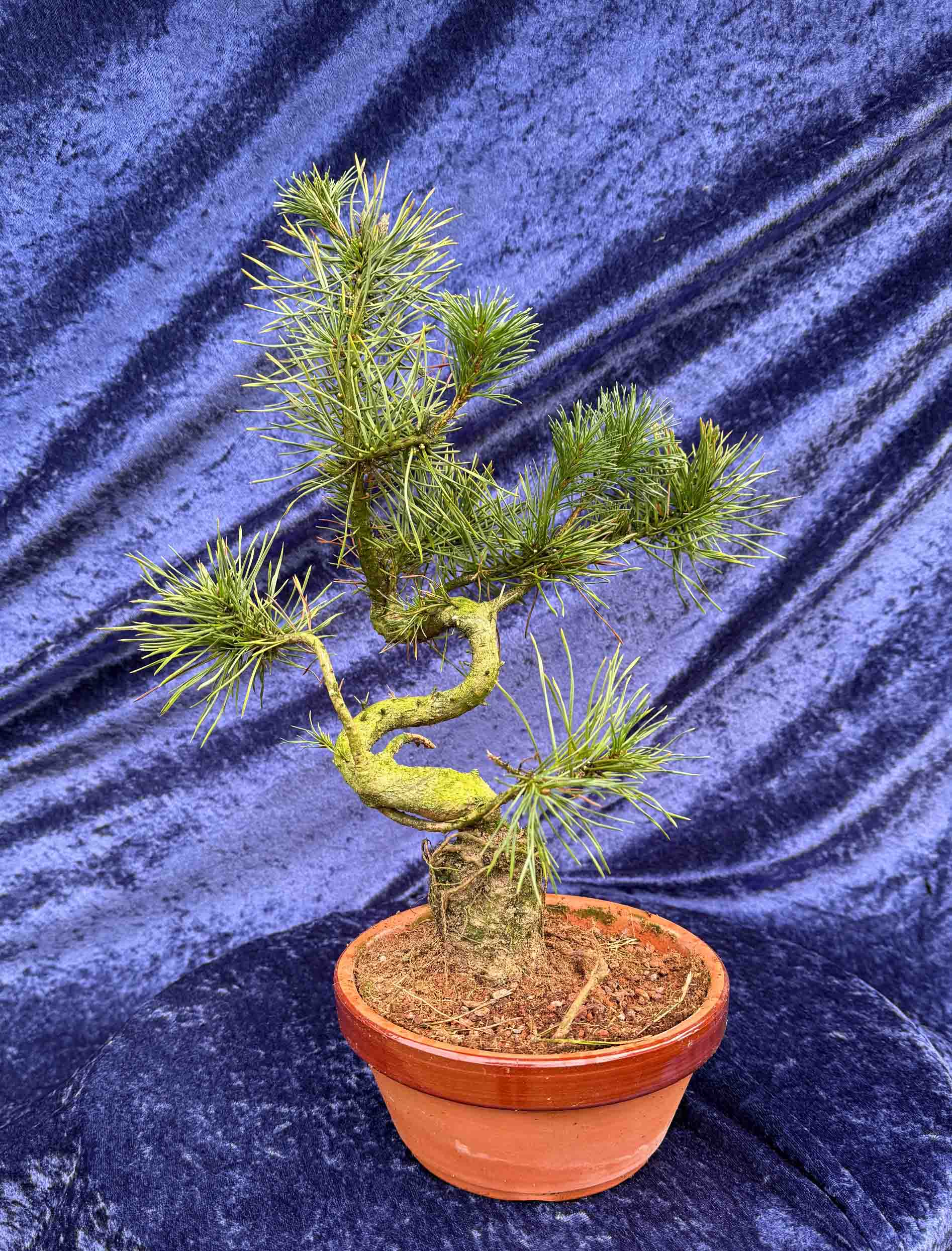 Bonsai Pinus Sylvestris !!! NEW !!! - Bonsaivaerkstedet.com
